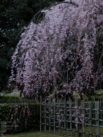 京都御苑_出水の小川_桜_OLYMPUS_SH25MR_6.jpg