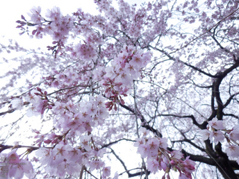 京都御苑_出水の小川_桜_OLYMPUS_SH25MR_7.jpg