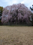 京都御苑_出水の小川_桜_OLYMPUS_SH25MR_8.jpg