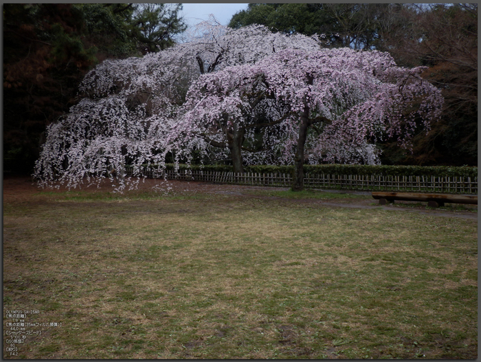 京都御苑_近衞邸跡_桜_OLYMPUS_SH25MR_1.jpg