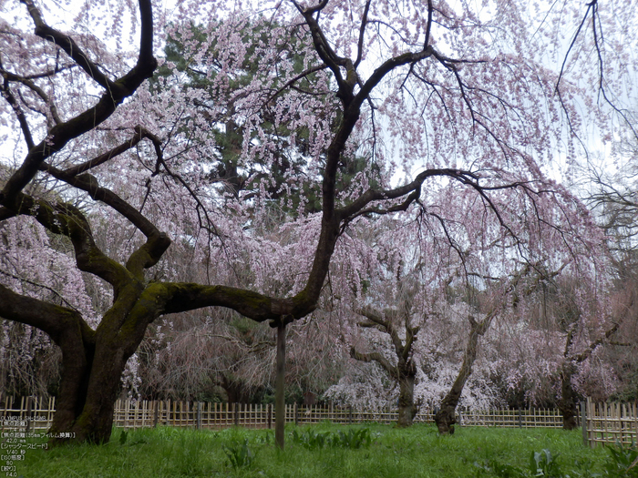 京都御苑_近衞邸跡_桜_OLYMPUS_SH25MR_10.jpg