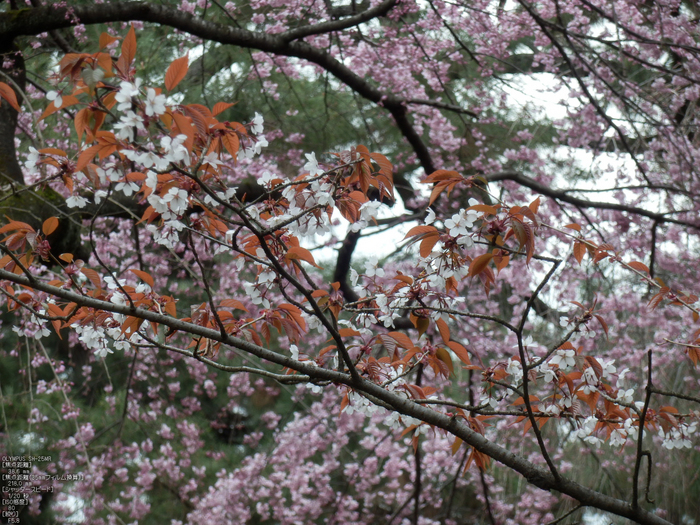 京都御苑_近衞邸跡_桜_OLYMPUS_SH25MR_12.jpg