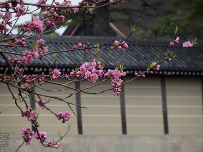 京都御苑_近衞邸跡_桜_OLYMPUS_SH25MR_15.jpg