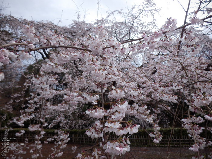 京都御苑_近衞邸跡_桜_OLYMPUS_SH25MR_3.jpg