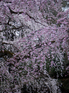 京都御苑_近衞邸跡_桜_OLYMPUS_SH25MR_5.jpg