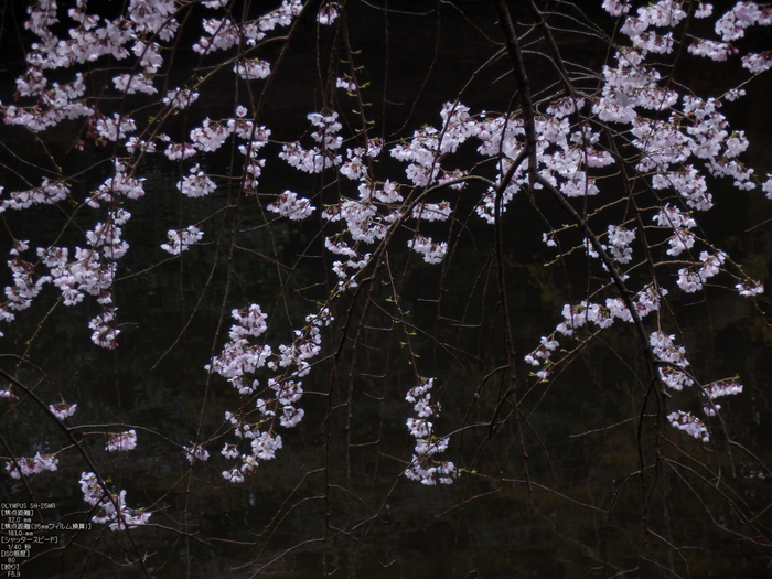 京都御苑_近衞邸跡_桜_OLYMPUS_SH25MR_6.jpg