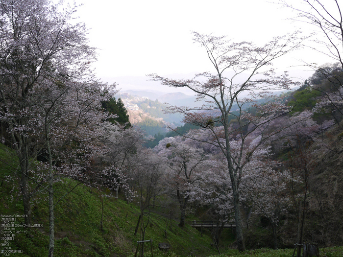 吉野山_桜_2012年_八百富_10.jpg