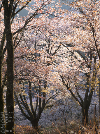 吉野山_桜_2012年_八百富_21.jpg