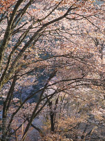 吉野山_桜_2012年_八百富_22.jpg