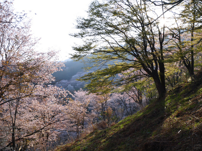 吉野山_桜_2012年_八百富_23.jpg