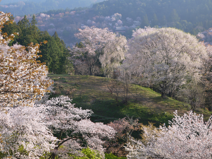 吉野山_桜_2012年_八百富_26.jpg