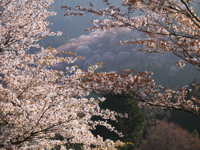 吉野山_桜_2012年_八百富_27.jpg