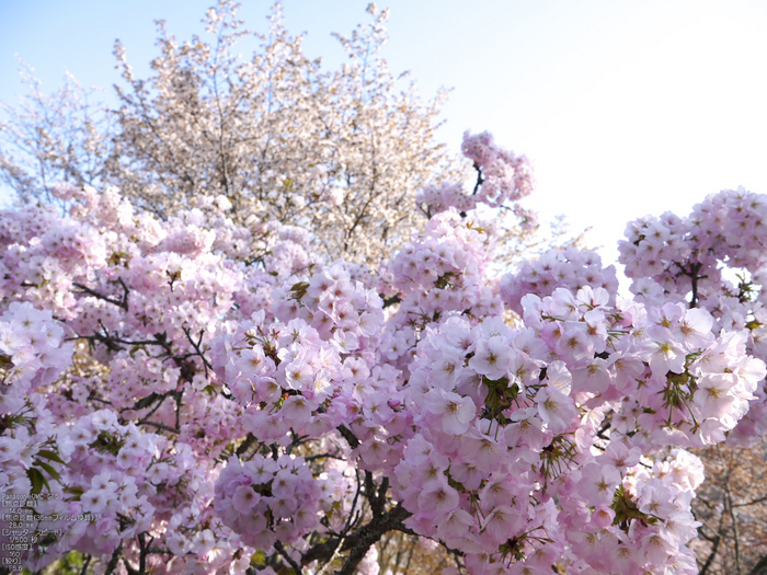 吉野山_桜_2012年_八百富_28.jpg