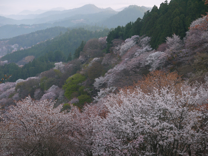 吉野山_桜_2012年_八百富_3.jpg