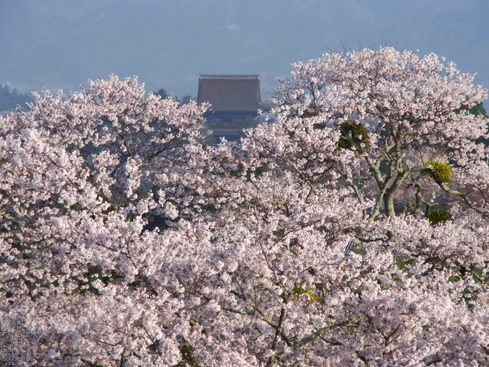 吉野山_桜_2012年_八百富_30.jpg