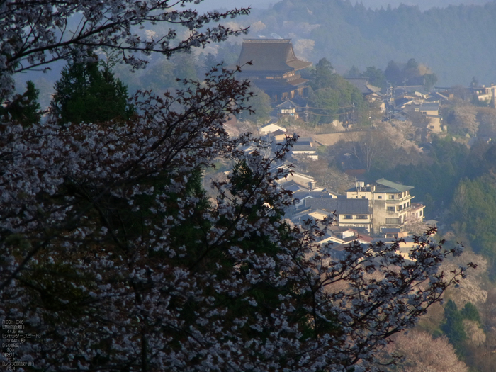 吉野山_桜_2012年_八百富_31.jpg