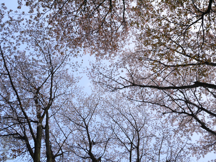 吉野山_桜_2012年_八百富_8.jpg