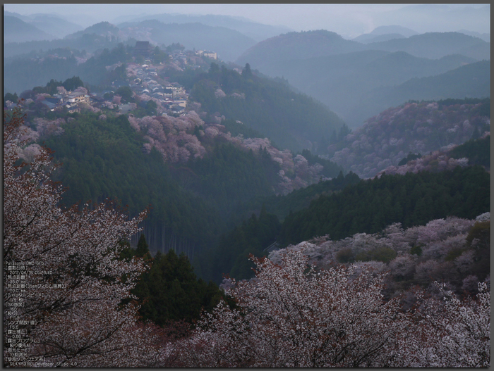 吉野山_桜_2012年_八百富_top1.jpg