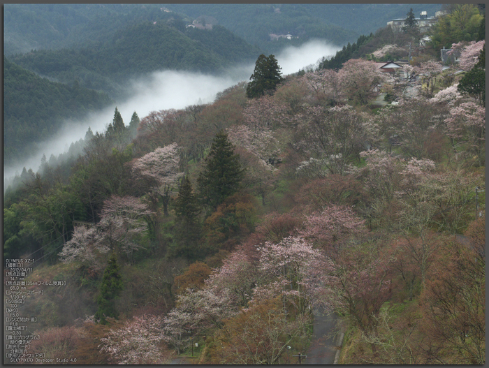 吉野山_桜_その１_2012_yaotomi_1.jpg