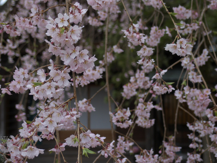 吉野山_桜_その１_2012_yaotomi_13.jpg