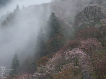 吉野山_桜_その１_2012_yaotomi_2.jpg