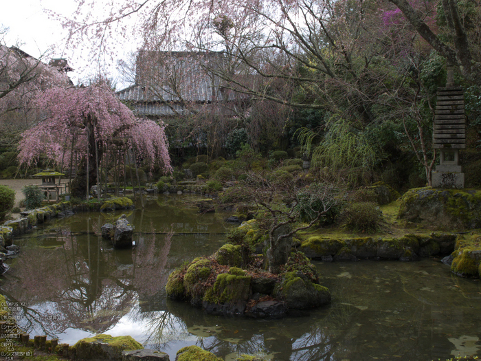 吉野山_桜_その１_2012_yaotomi_22.jpg