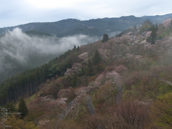 吉野山_桜_その１_2012_yaotomi_3.jpg