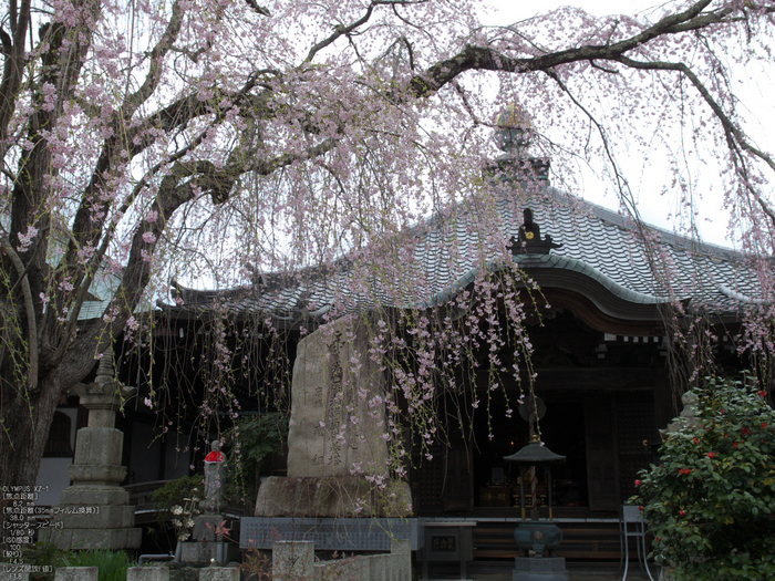 吉野山_桜_その１_2012_yaotomi_31.jpg