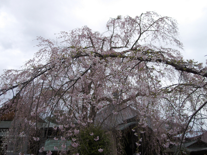 吉野山_桜_その１_2012_yaotomi_32.jpg