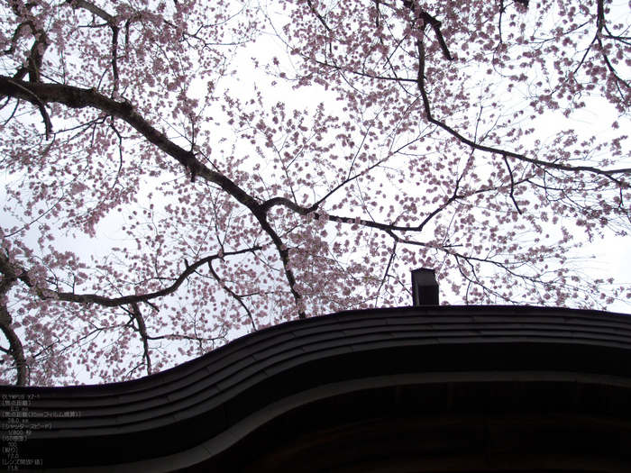 吉野山_桜_その１_2012_yaotomi_33.jpg