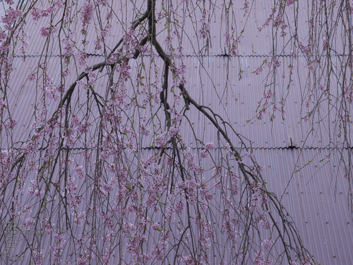 吉野山_桜_その１_2012_yaotomi_35.jpg