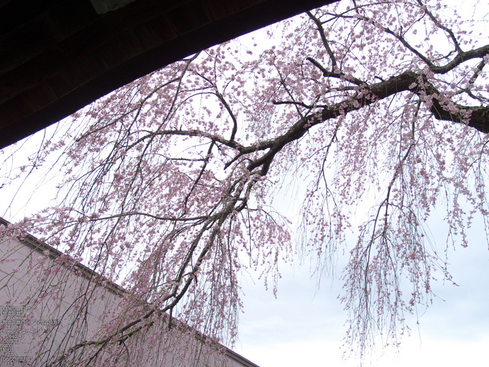 吉野山_桜_その１_2012_yaotomi_38.jpg