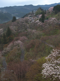 吉野山_桜_その１_2012_yaotomi_5.jpg