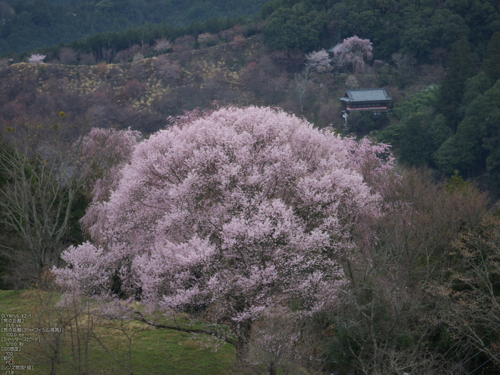 吉野山_桜_その１_2012_yaotomi_51.jpg