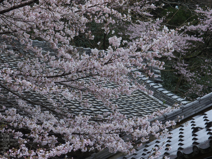 吉野山_桜_その１_2012_yaotomi_53.jpg