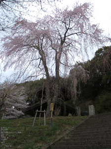 吉野山_桜_その１_2012_yaotomi_55.jpg