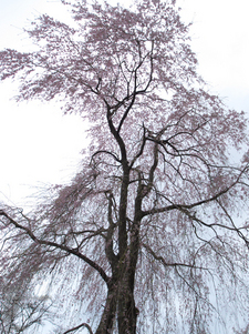 吉野山_桜_その１_2012_yaotomi_56.jpg