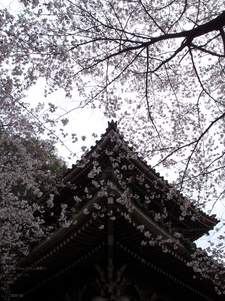 吉野山_桜_その１_2012_yaotomi_57.jpg