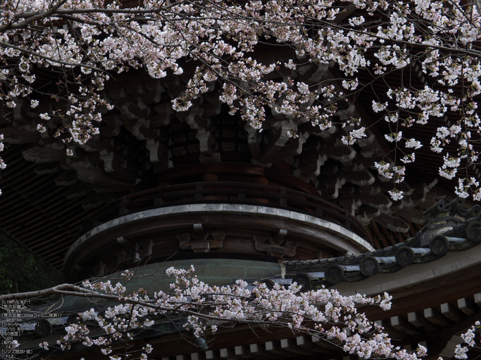 吉野山_桜_その１_2012_yaotomi_58.jpg