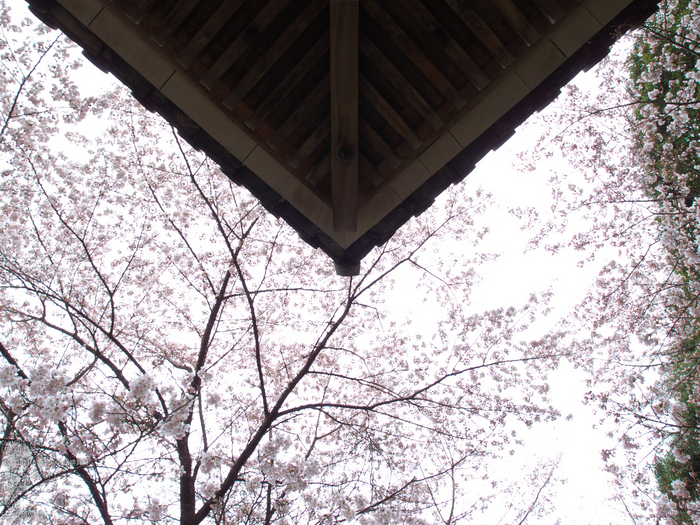 吉野山_桜_その１_2012_yaotomi_59.jpg