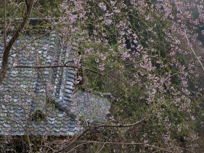 吉野山_桜_その１_2012_yaotomi_61.jpg