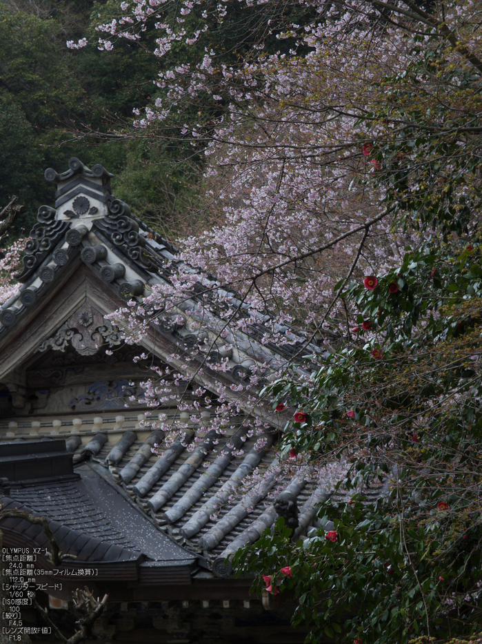 吉野山_桜_その１_2012_yaotomi_62.jpg