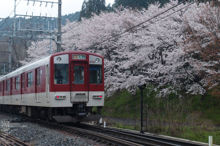 吉野山_桜_その１_2012_yaotomi_66.jpg