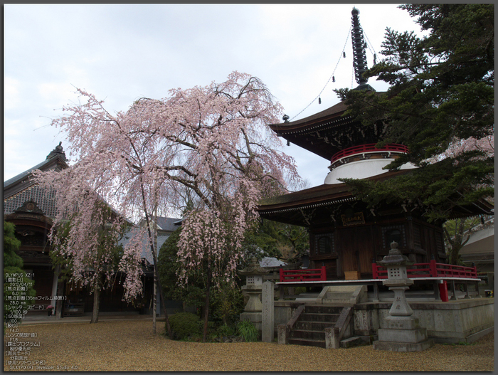 吉野山_桜_その１_2012_yaotomi_top2.jpg