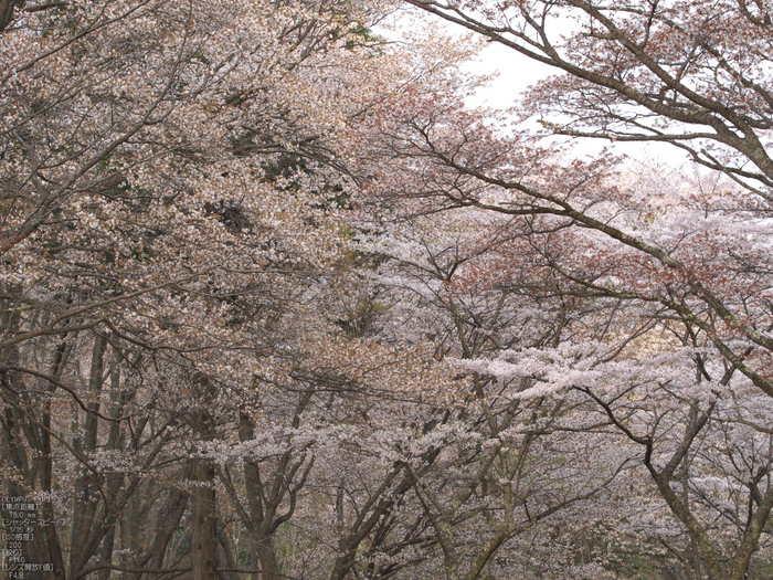 屏風岩公苑_桜_OM-D_yaotomi_10.jpg