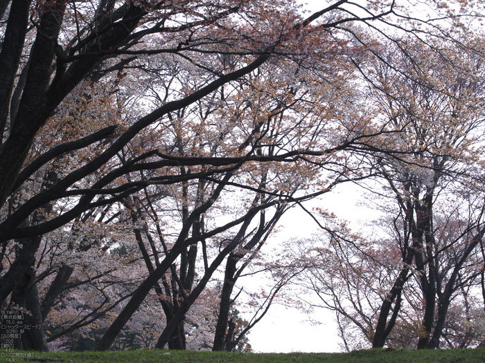 屏風岩公苑_桜_OM-D_yaotomi_19.jpg