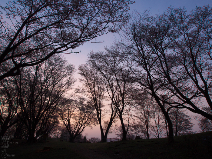 屏風岩公苑_桜_OM-D_yaotomi_2.jpg