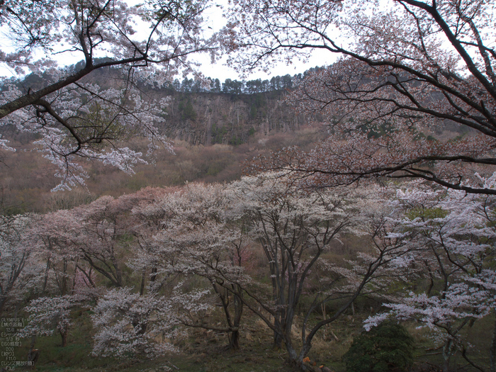 屏風岩公苑_桜_OM-D_yaotomi_3.jpg