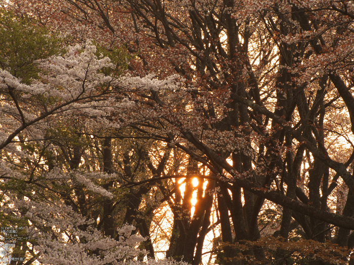 屏風岩公苑_桜_OM-D_yaotomi_6.jpg