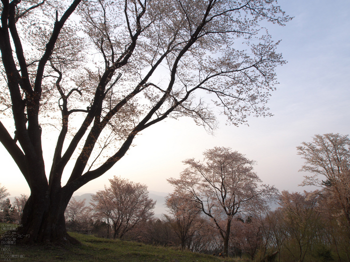 屏風岩公苑_桜_OM-D_yaotomi_8.jpg